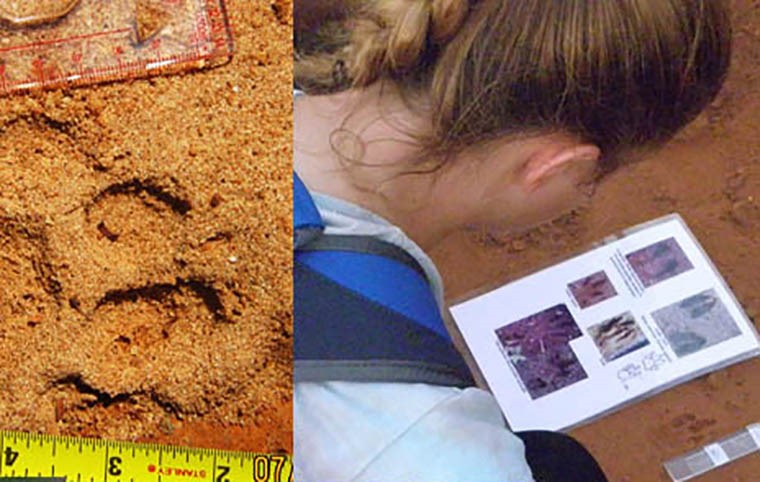 During expeditions, tracks are a great source of information on species’ presence. Left: The track of a puma (Puma concolor); Right: Student using a customized, real size track catalogue, to identify tracks by herself. 