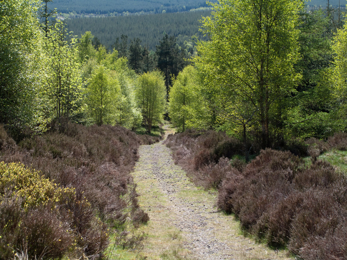 Hamsterley Forest