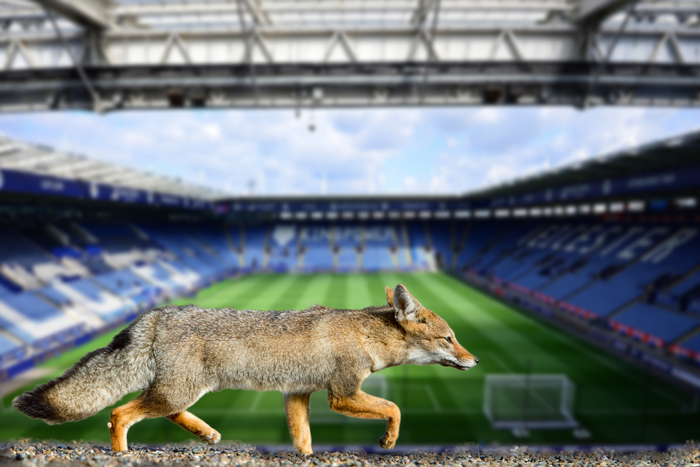 Leicester City FC are known as The Foxes