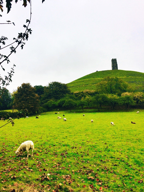 Sheep in Wells