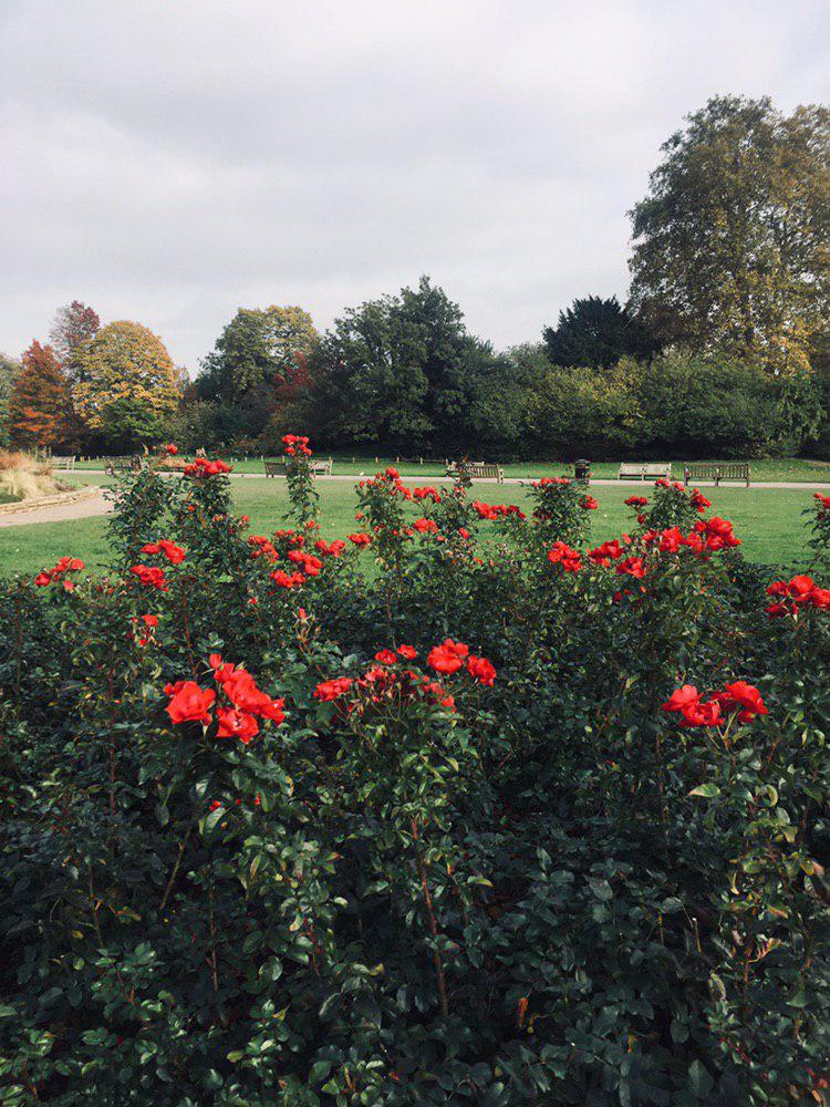 The most amazing lunch breaks at the rose garden in Regent’s park, just 7 min away from the BBC headquarters