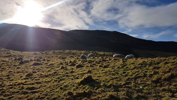 Sheep in Northern Ireland
