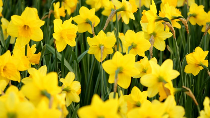 Daffodils