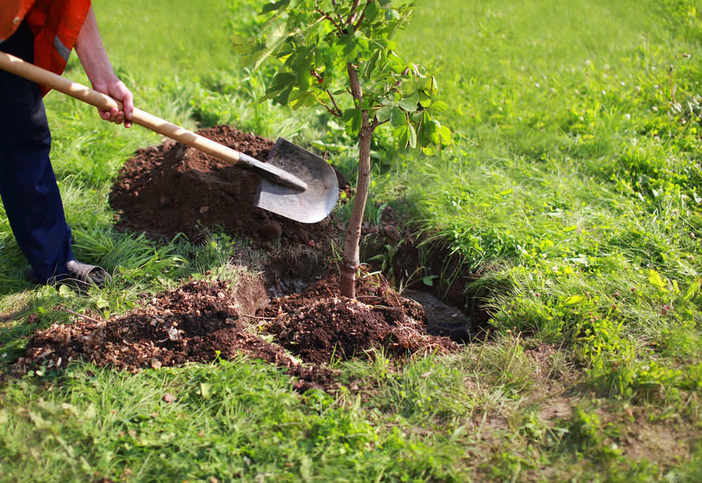 London Tree Planting with Trees for Cities Chevening