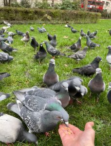 Hand held out feeding several pigeons.